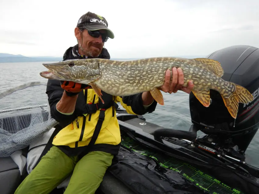 Pêche du brochet en pélagique