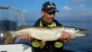 Pêche du brochet en pélagique