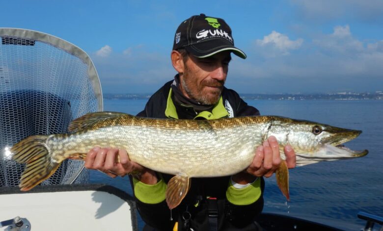 Pêche du brochet en pélagique