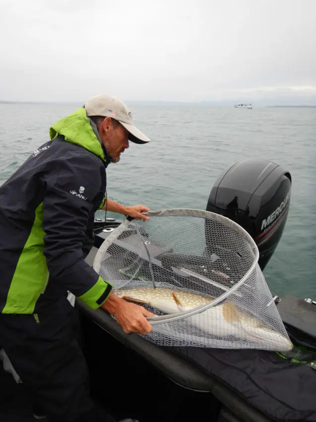 Pêche du brochet en pélagique