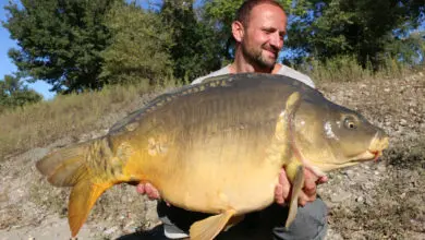 Pêche à la carpe du bord en utilisant le clip