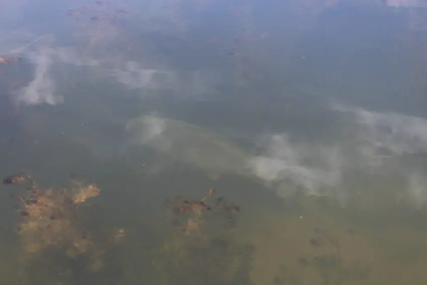 Pêche à la carpe en hiver selon la météo