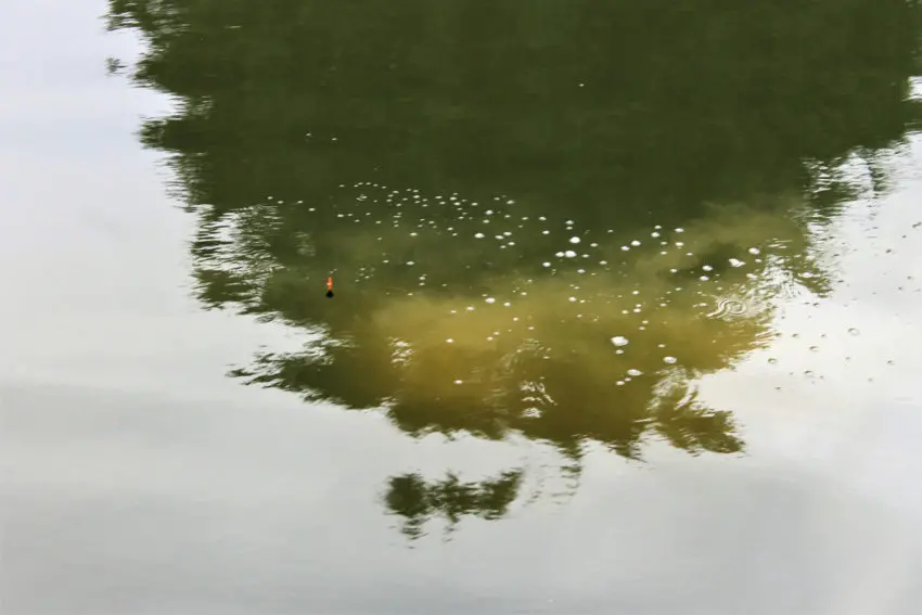 Pêche de la perche au coup en hiver