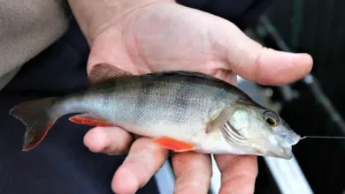 Pêche de la perche au coup en hiver