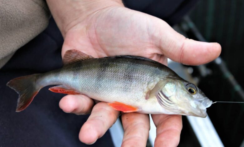 Pêche de la perche au coup en hiver