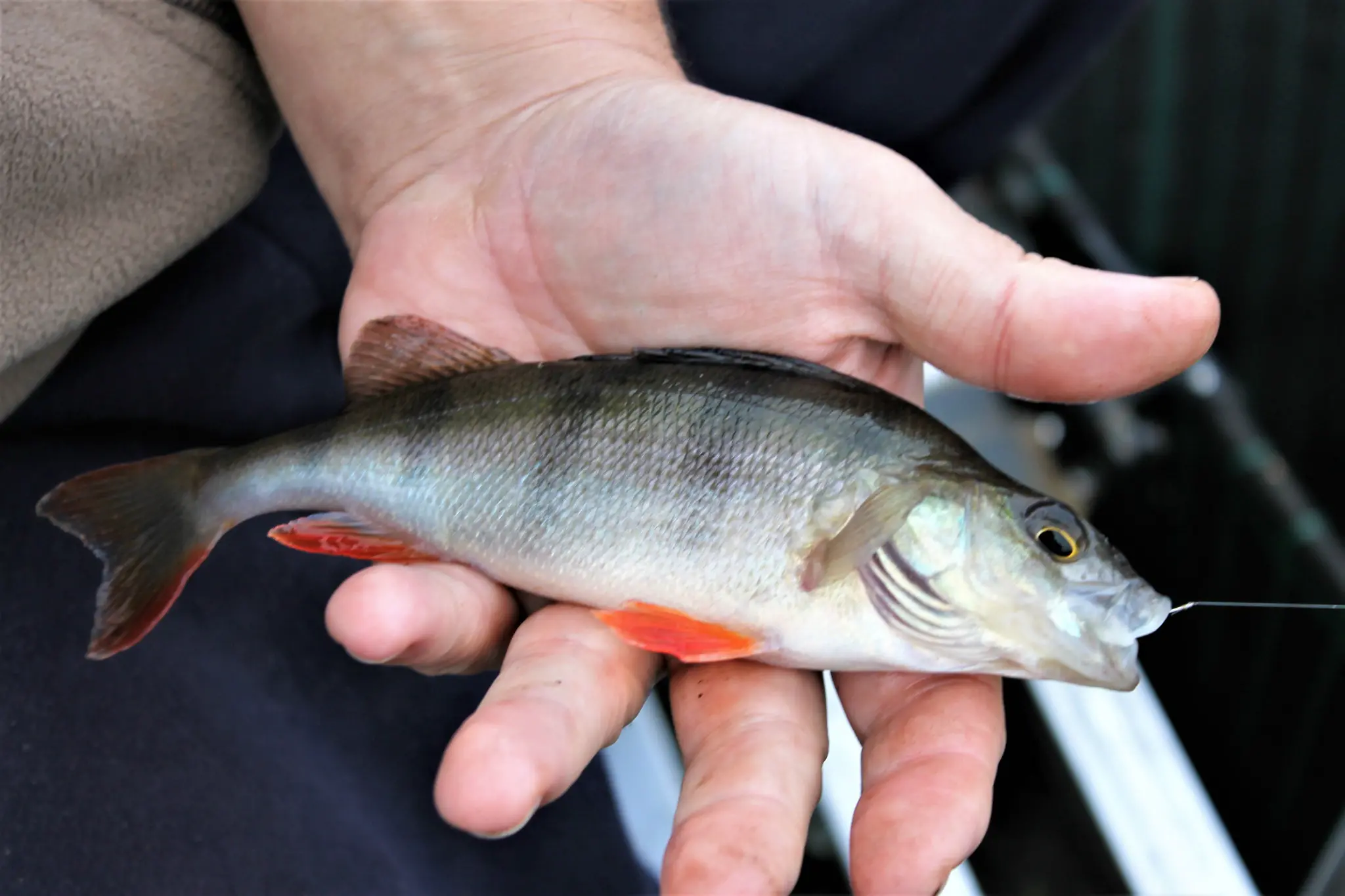 Pêche de la perche au coup en hiver