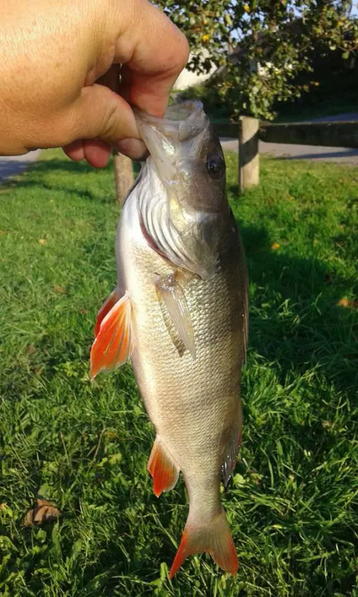 Pêche de la perche au coup en hiver