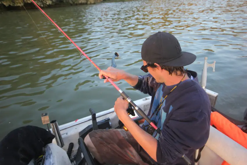 Pêche du silure au poisson mort manié