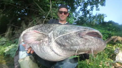 Pêche du silure au poisson mort manié