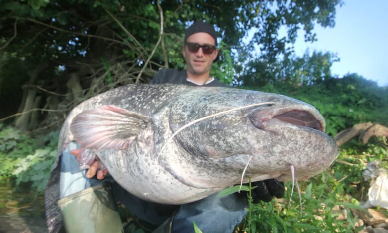 Pêche du silure au poisson mort manié