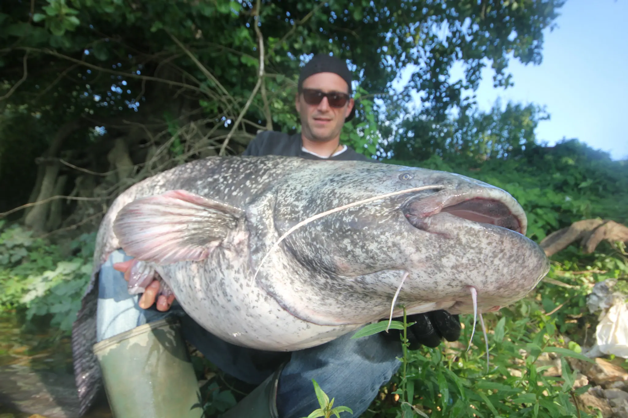 Pêche du silure au poisson mort manié