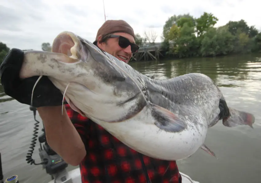 Pêche du silure au poisson mort manié