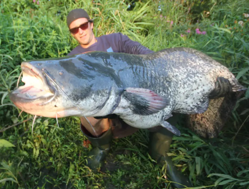 Pêche du silure au poisson mort manié