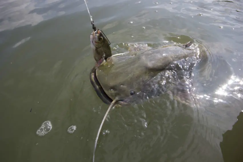 Pêche du silure au poisson mort manié