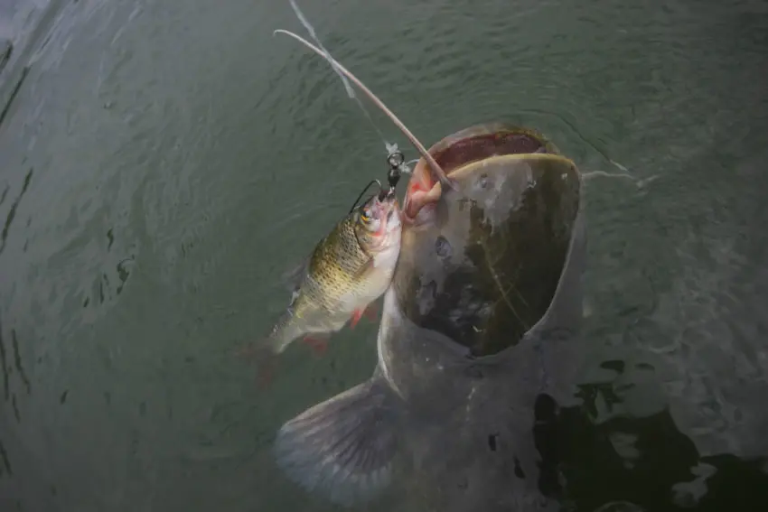 Pêche du silure au poisson mort manié