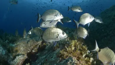 Le sar, poisson de mer sparidé apprécié pour la pêche