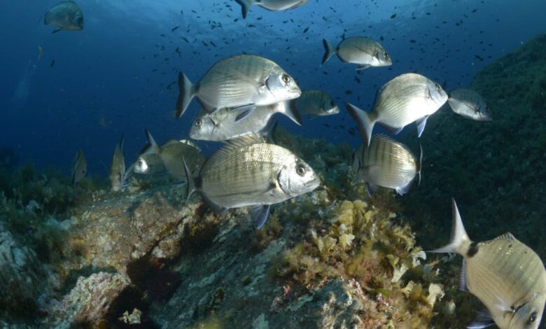 Le sar, poisson de mer sparidé apprécié pour la pêche