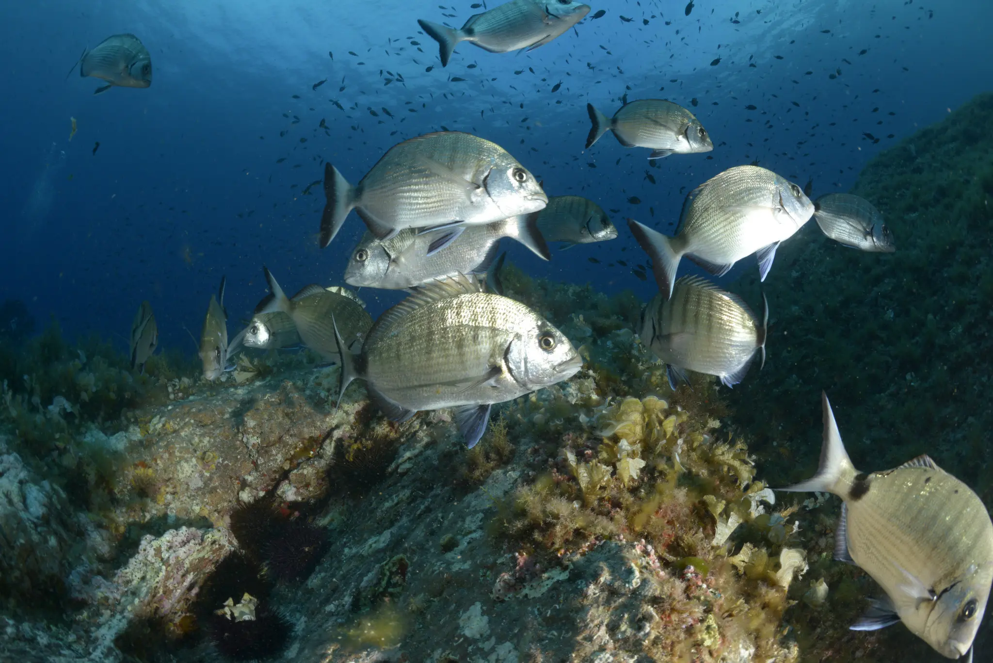 Le sar, poisson de mer sparidé apprécié pour la pêche