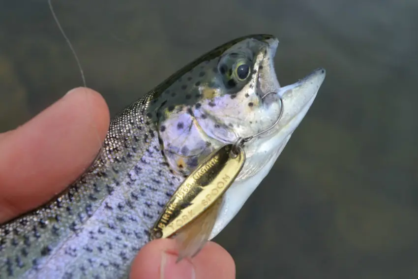 Pêche à la truite en trout area