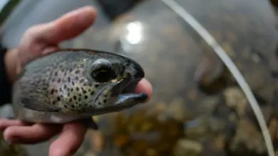 Pêche à la truite en trout area