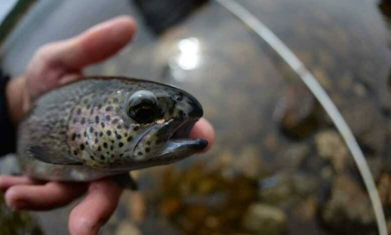 Pêche à la truite en trout area