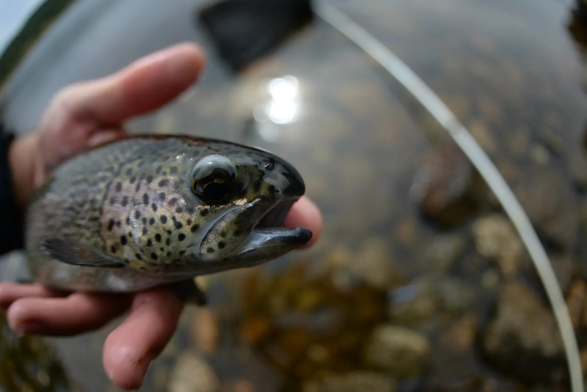 Pêche à la truite en trout area