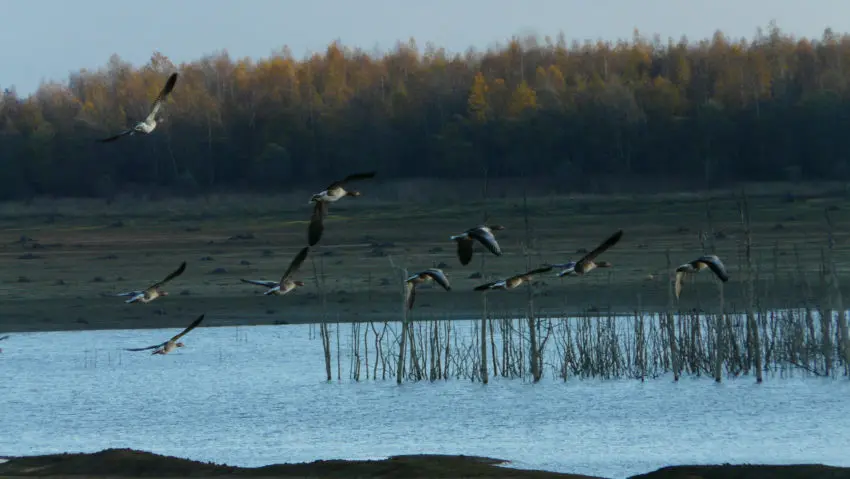 Changement climatique et pêche des carnassiers