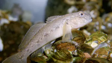 Gobie fluviatile, petit poisson d'eau douce