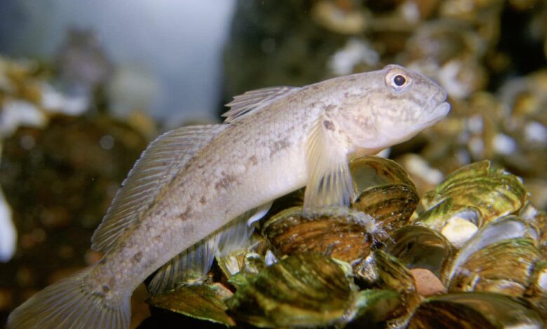 Gobie fluviatile, petit poisson d'eau douce