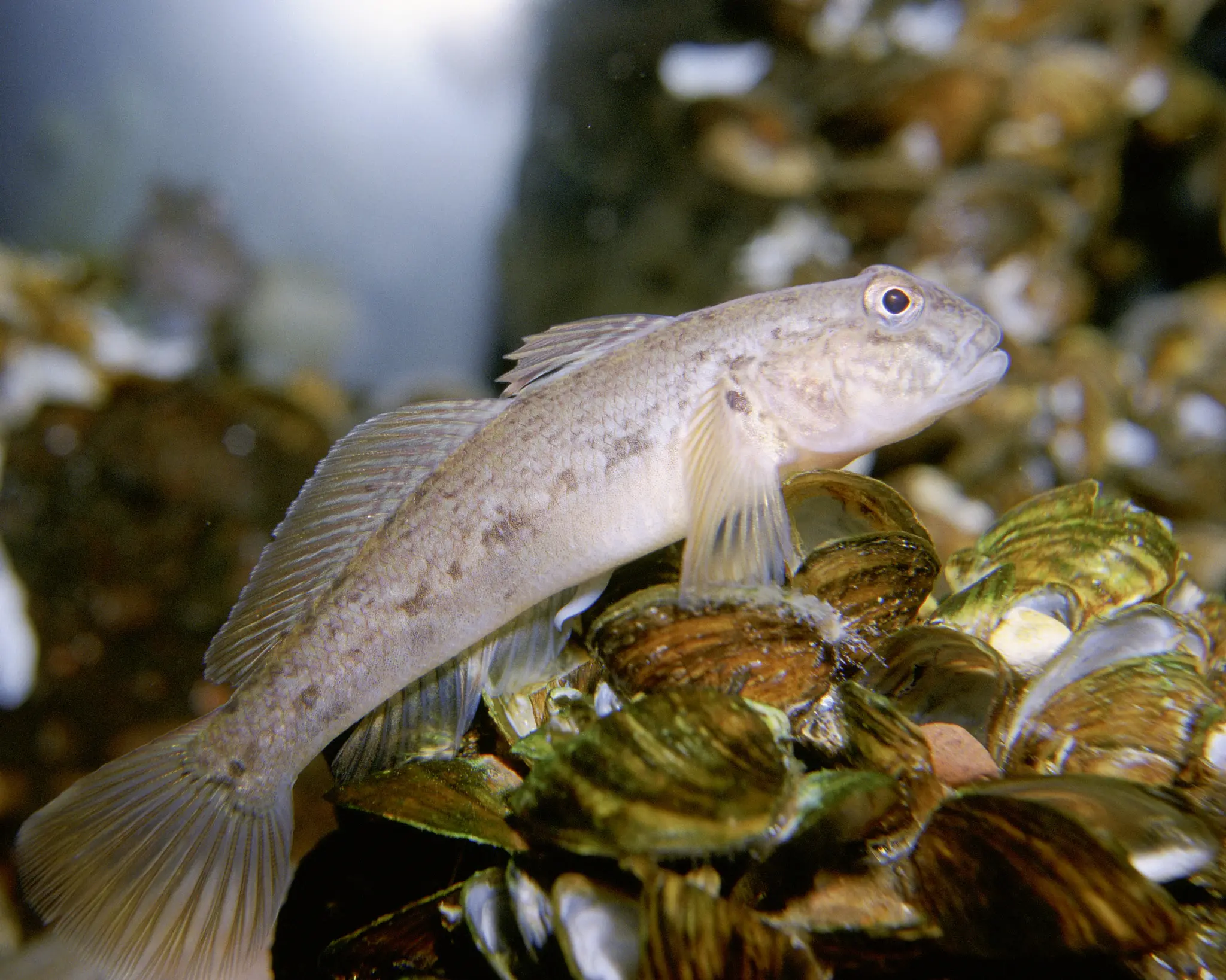 Gobie fluviatile, petit poisson d'eau douce