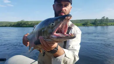 Pêche du saumon royal au Kamchatka