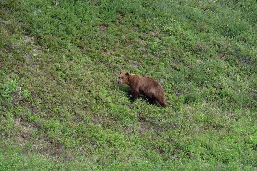 Pêche du saumon royal au Kamchatka