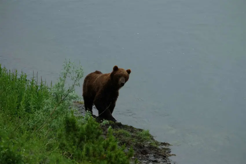 Pêche du saumon royal au Kamchatka