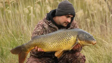 Pêche à la carpe en hiver