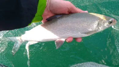 Comment pêcher le corégone