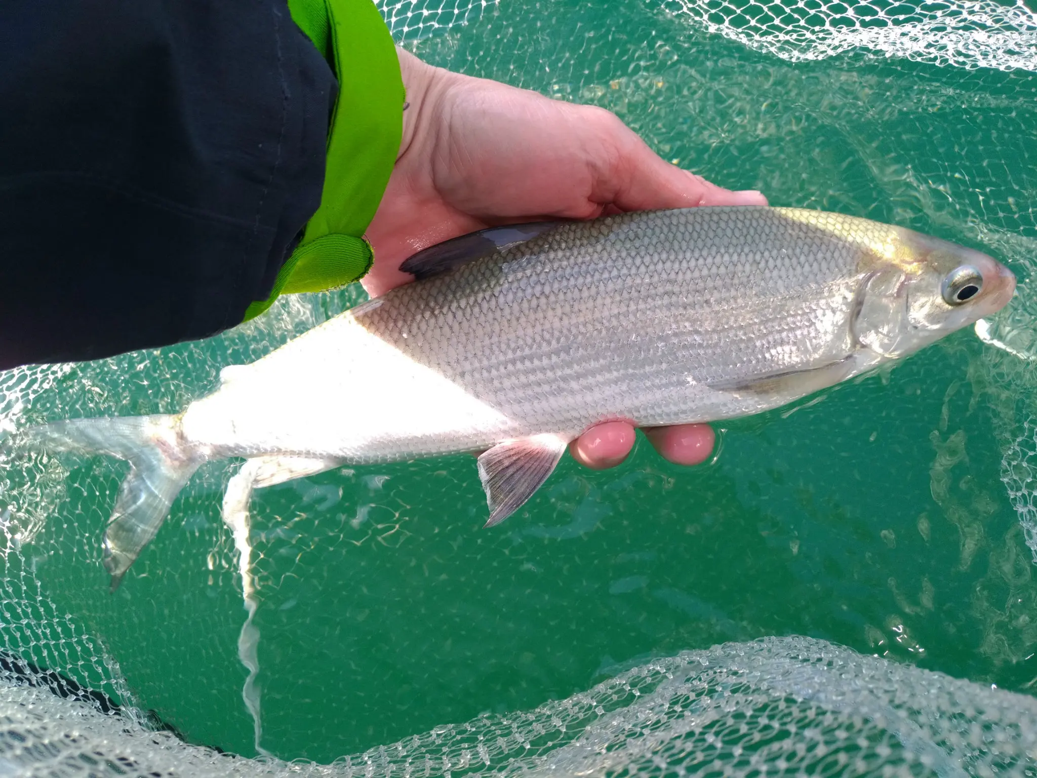 Comment pêcher le corégone