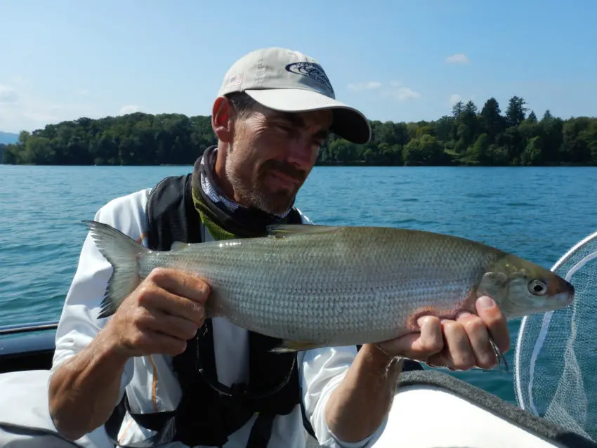 Comment pêcher le corégone