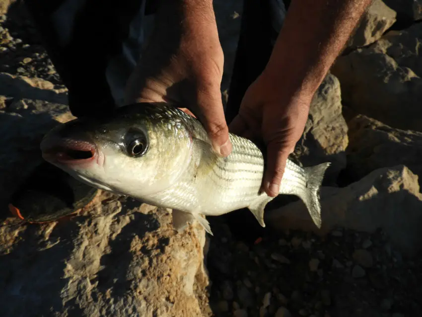 Pêche au bouchon à la miette en mer