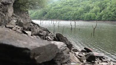 Pêche à la carpe en lac de barrage