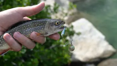 Pêche de la truite au leurre micro-spinnerbait