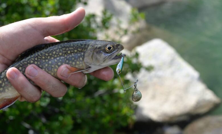 Pêche de la truite au leurre micro-spinnerbait