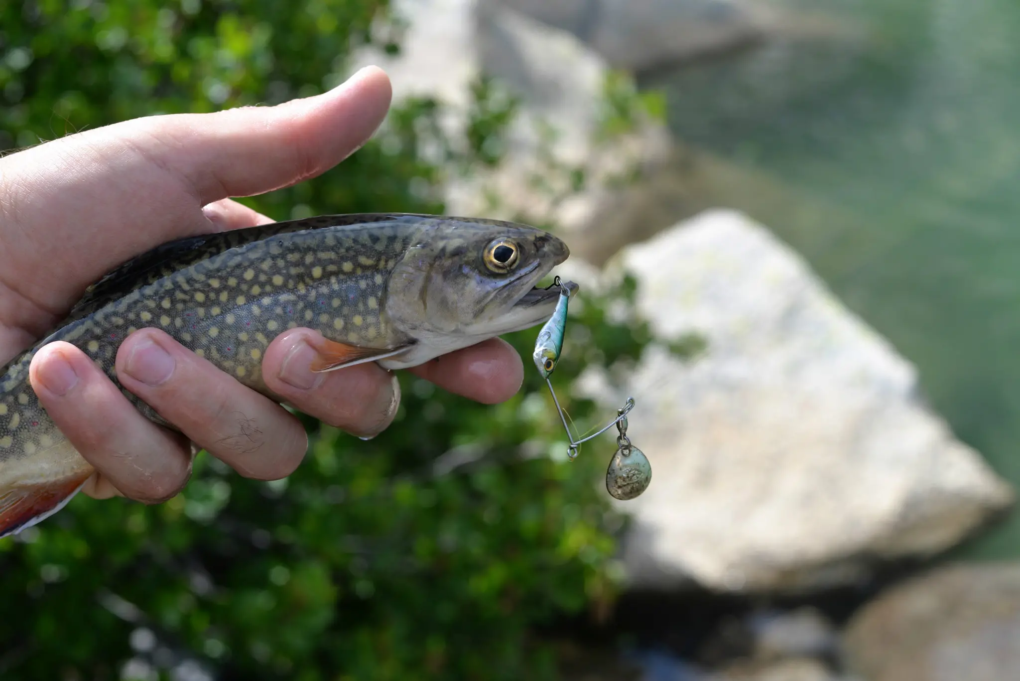 Pêche de la truite au leurre micro-spinnerbait