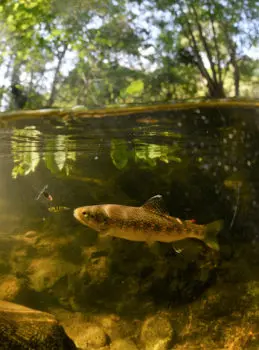 Pêche de la truite au leurre micro-spinnerbait