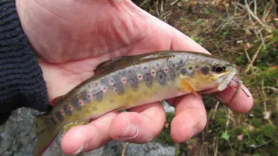 Pêche à la truite dans les ruisseaux