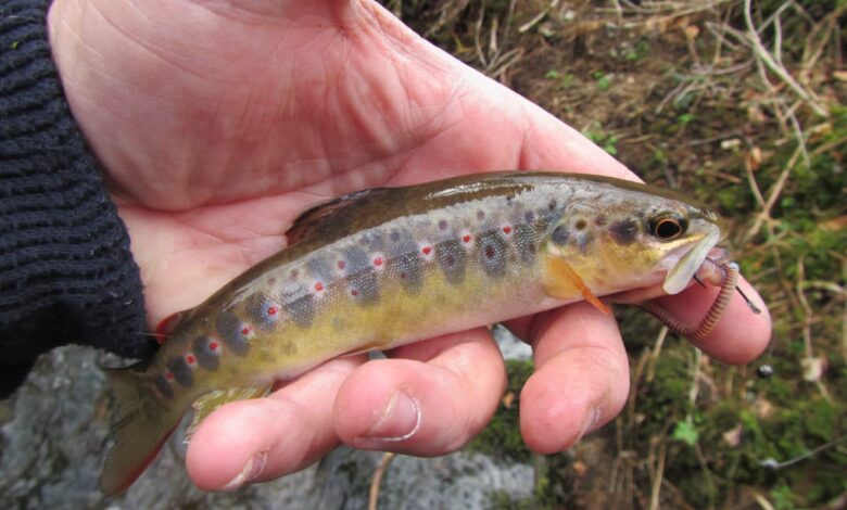 Pêche à la truite dans les ruisseaux