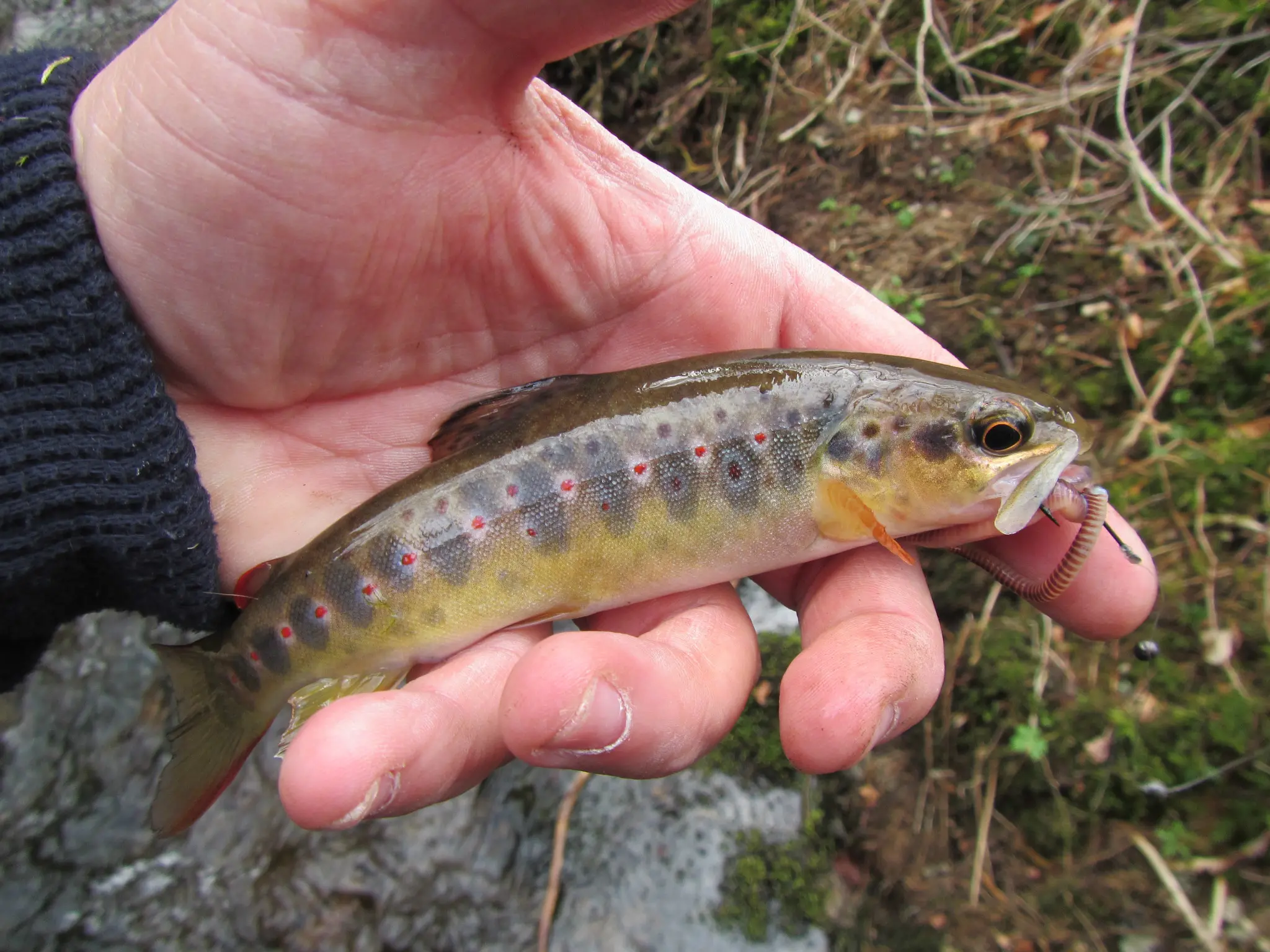 Pêche à la truite dans les ruisseaux