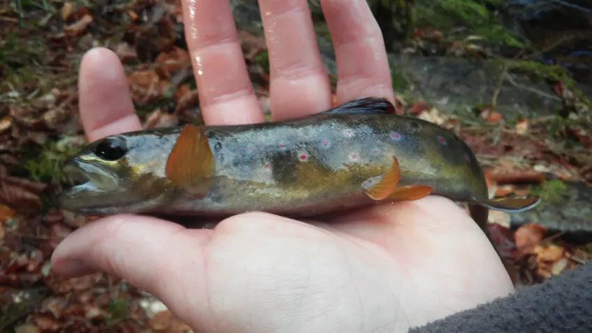 Pêche à la truite dans les ruisseaux