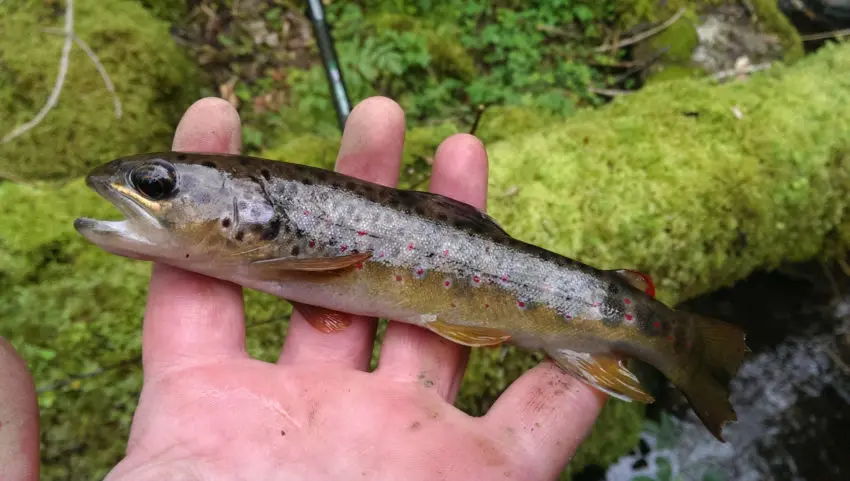 Pêche à la truite dans les ruisseaux