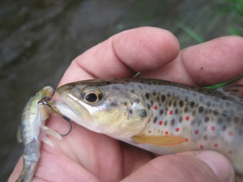 Pêche à la truite dans les ruisseaux