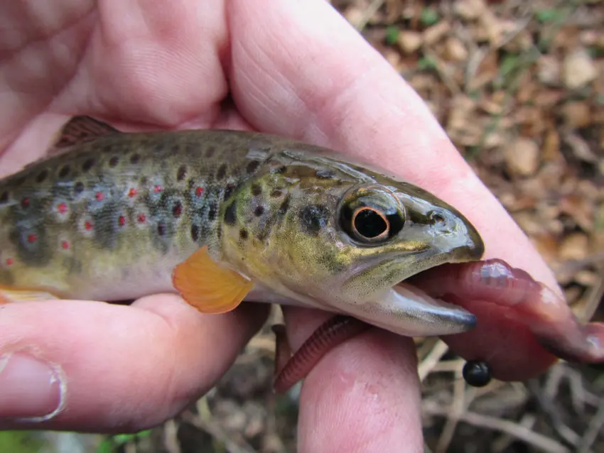 Pêche à la truite dans les ruisseaux